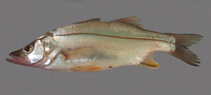 Image of Centropomus parallelus (Fat snook)