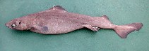 Image of Centrophorus squamosus (Leafscale gulper shark)