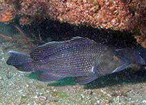 Image of Centropristis striata (Black seabass)