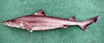 Image of Centrophorus uyato (Little gulper shark)