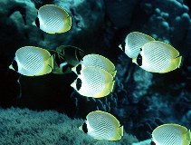 Image of Chaetodon adiergastos (Philippine butterflyfish)