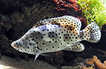 Image of Chromileptes altivelis (Humpback grouper)