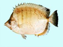 Image of Chaetodon assarius (West Australian butterflyfish)