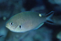 Image of Azurina atrilobata (Scissortail damselfish)