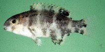 Image of Choerodon azurio (Azurio tuskfish)