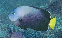 Image of Chaetodontoplus caeruleopunctatus (Bluespotted angelfish)