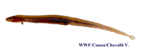 Image of Chaudhuria caudata (Burmese spineless eel)