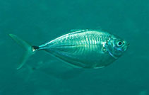 Image of Chloroscombrus chrysurus (Atlantic bumper)