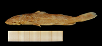Image of Chiloglanis congicus 