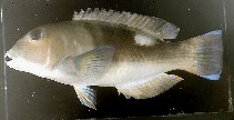Image of Choerodon cyanodus (Blue tuskfish)