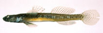 Image of Gymnogobius cylindricus 