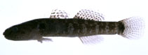 Image of Chaenogobius annularis (Forktongue goby)