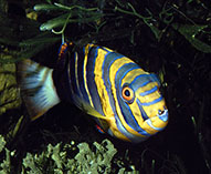 Image of Choerodon fasciatus (Harlequin tuskfish)