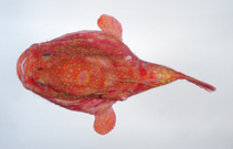 Image of Chaunax fimbriatus (Tassled coffinfish)