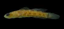 Image of Chriolepis fisheri (Translucent goby)