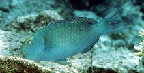 Image of Chlorurus frontalis (Pacific slopehead parrotfish)