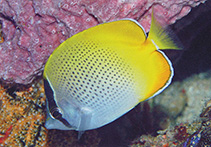 Image of Chaetodon guentheri (Crochet butterflyfish)