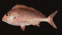 Image of Chirodactylus jessicalenorum (Natal fingerfin)