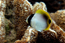 Image of Chaetodon lineolatus (Lined butterflyfish)