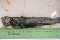 Image of Chauliodus macouni (Pacific viperfish)