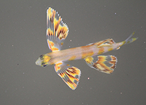 Image of Cheilopogon melanurus (Atlantic flyingfish)