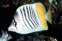 Image of Chaetodon mertensii (Atoll butterflyfish)