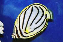Image of Chaetodon meyeri (Scrawled butterflyfish)