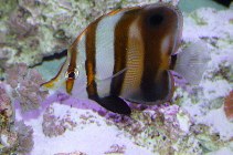 Image of Chelmon muelleri (Blackfin coralfish)