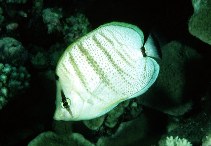 Image of Chaetodon multicinctus (Pebbled butterflyfish)
