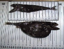Image of Chiasmodon niger (Black swallower)