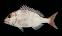 Image of Cheimerius nufar (Santer seabream)