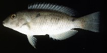 Image of Choerodon oligacanthus (White-patch tuskfish)