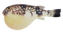 Image of Chelonodon patoca (Milkspotted puffer)