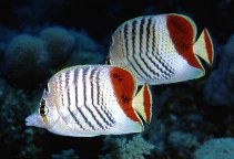 Image of Chaetodon paucifasciatus (Eritrean butterflyfish)