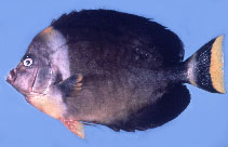 Image of Chaetodontoplus personifer (Blueface angelfish)