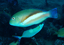 Image of Choerodon robustus (Robust tuskfish)