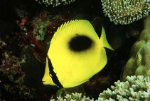 Image of Chaetodon speculum (Mirror butterflyfish)