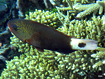 Image of Chlorurus spilurus (Pacific bullethead parrotfish)