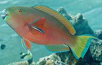 Image of Chlorurus strongylocephalus (Steephead parrotfish)