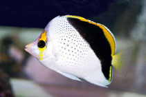 Image of Chaetodon tinkeri (Hawaiian butterflyfish)