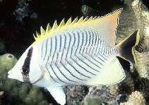 Image of Chaetodon trifascialis (Chevron butterflyfish)
