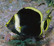 Image of Chaetodontoplus vanderloosi (Vanderloos angelfish)