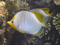 Image of Chaetodon xanthocephalus (Yellowhead butterflyfish)