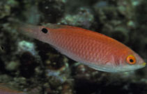 Image of Cirrhilabrus adornatus (Red-fin fairy wrasse)