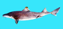 Image of Cirrhigaleus barbifer (Mandarin dogfish)