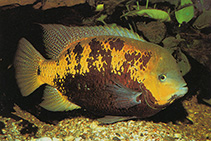 Image of Cincelichthys pearsei (Pantano cichlid)
