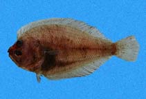 Image of Citharichthys platophrys (Small sandab)
