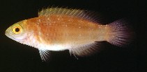 Image of Cirrhilabrus rubrisquamis 