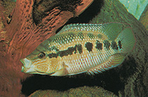 Image of Trichromis salvini (Yellow belly cichlid)