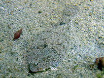 Image of Citharichthys stigmaeus (Speckled sanddab)